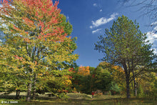Load image into Gallery viewer, Uxbridge Countryside Preserve (OM0052)